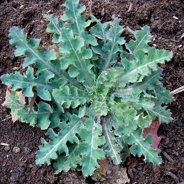Acker-Kratzdistel
