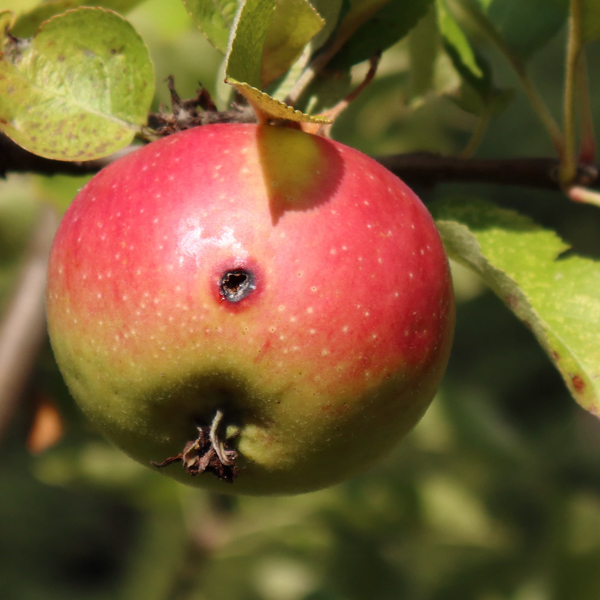 Apfelwickler Apfel
