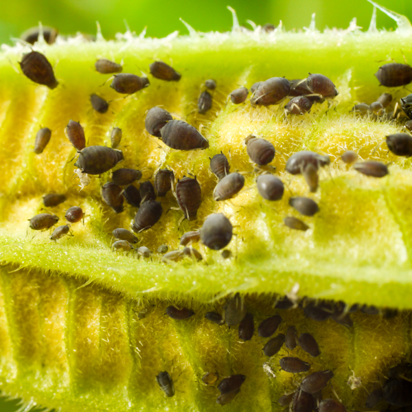 Blattlaus Melone