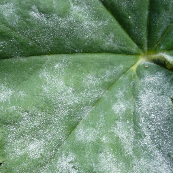 Echter Mehltau Kopfkohl