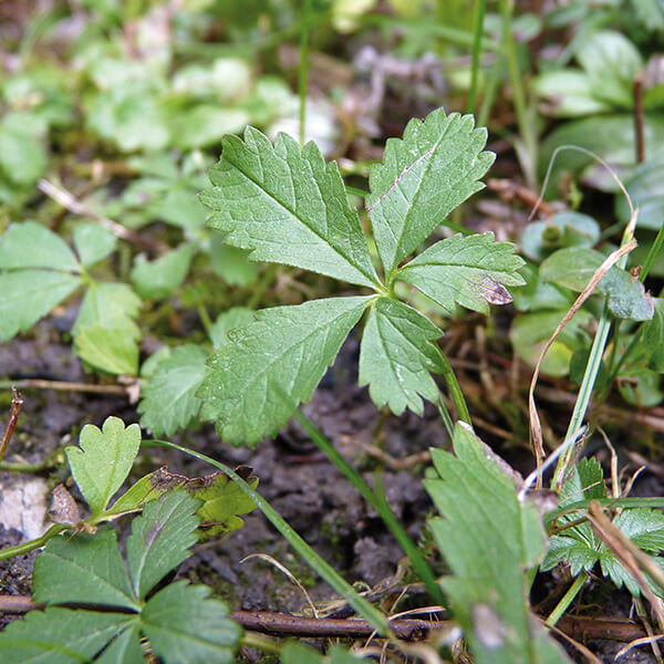 Fingerkraut