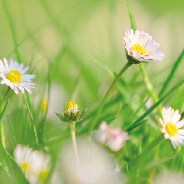 Gänseblümchen