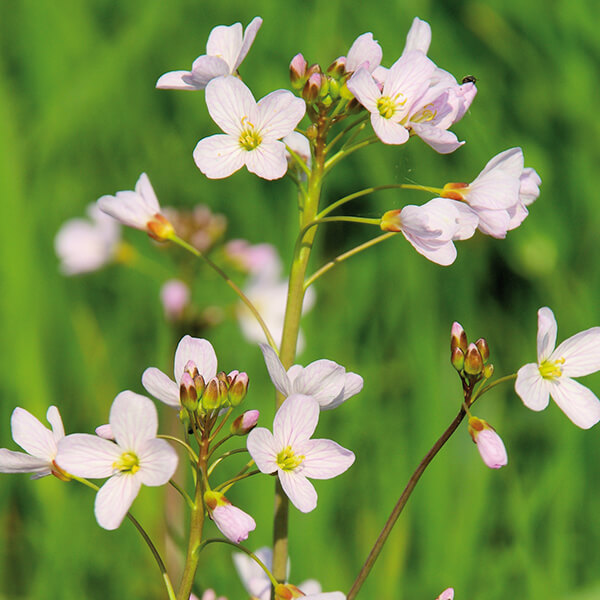 Gartenschaumkraut