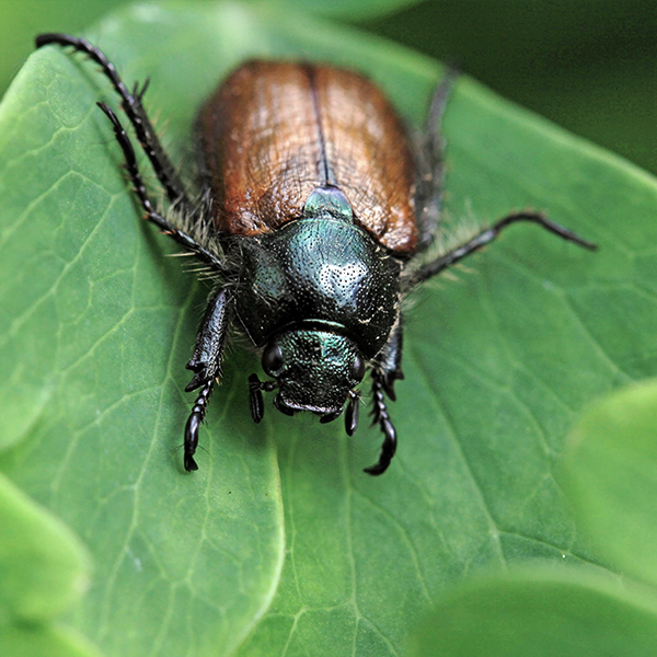 Käfer