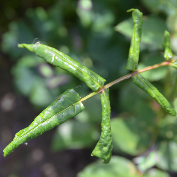 Rosenblattrollwespe