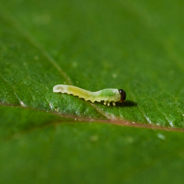 Rosenblattwespe