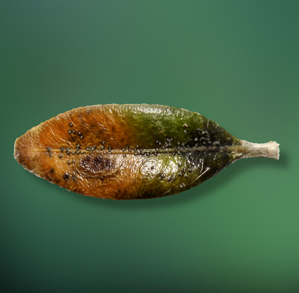 Rost Buchs