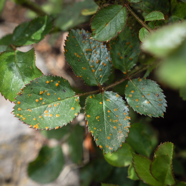 Rost Rose