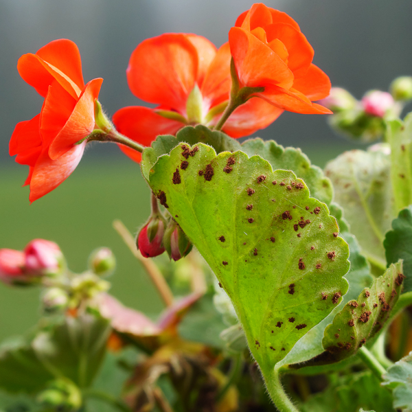 Rost Sommerblumen