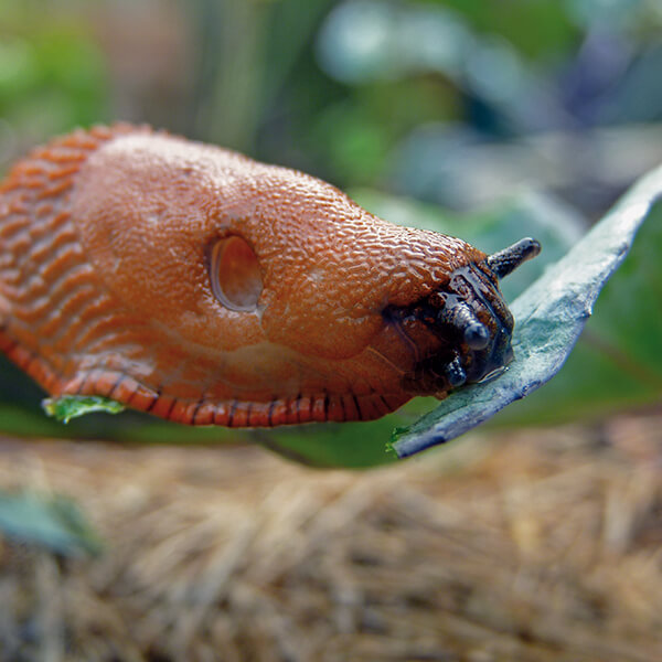 Schnecke