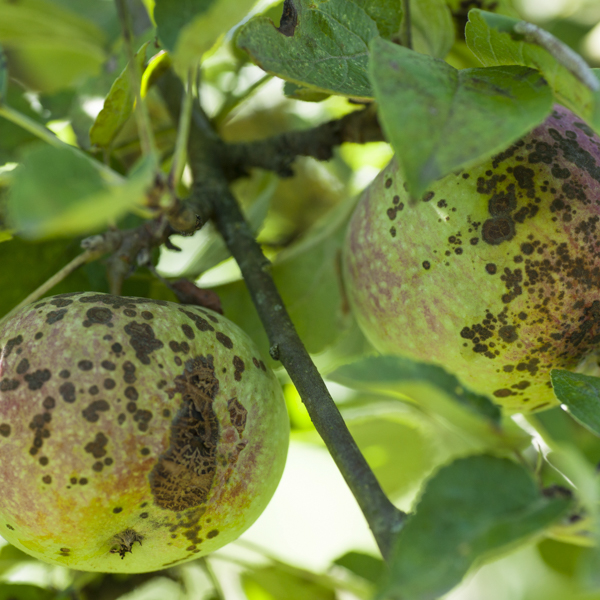 Schorf Apfel