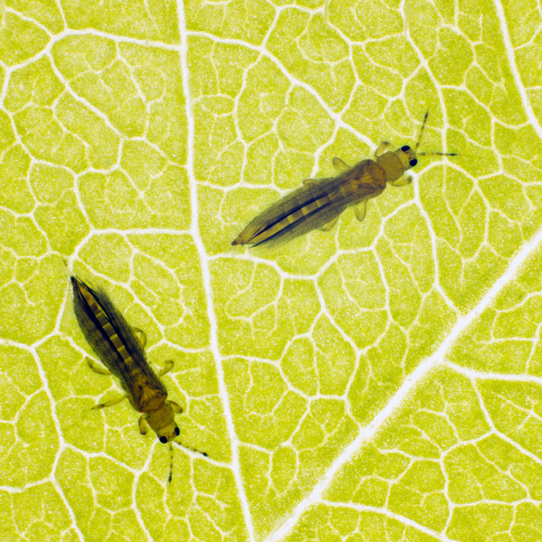 Thrips