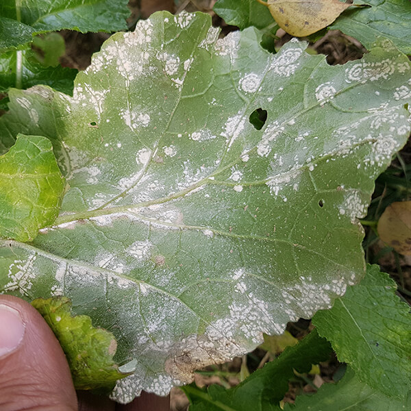Weißer Rost