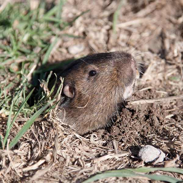 Wühlmaus