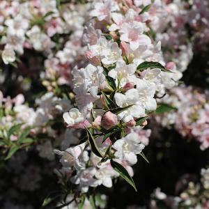 Sträucher/Blumen